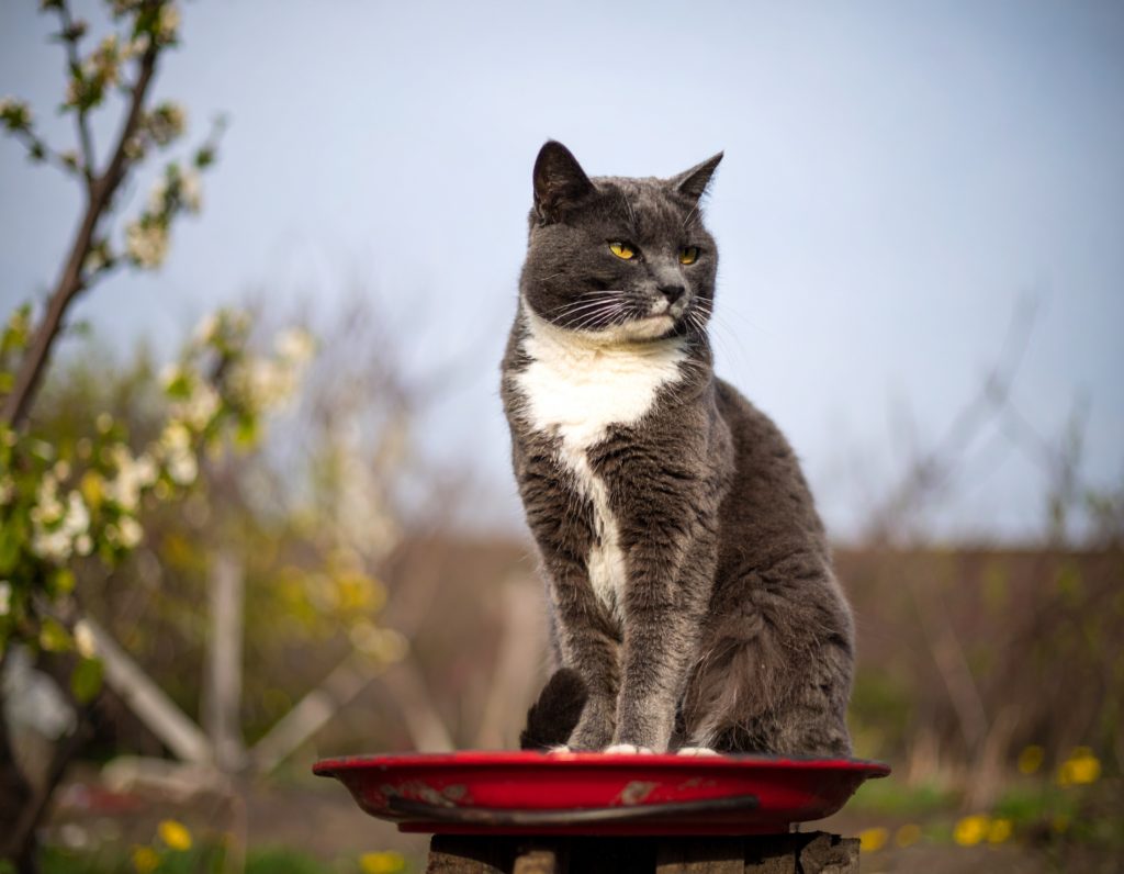 Adobe Fireflyで生成した猫のAI画像