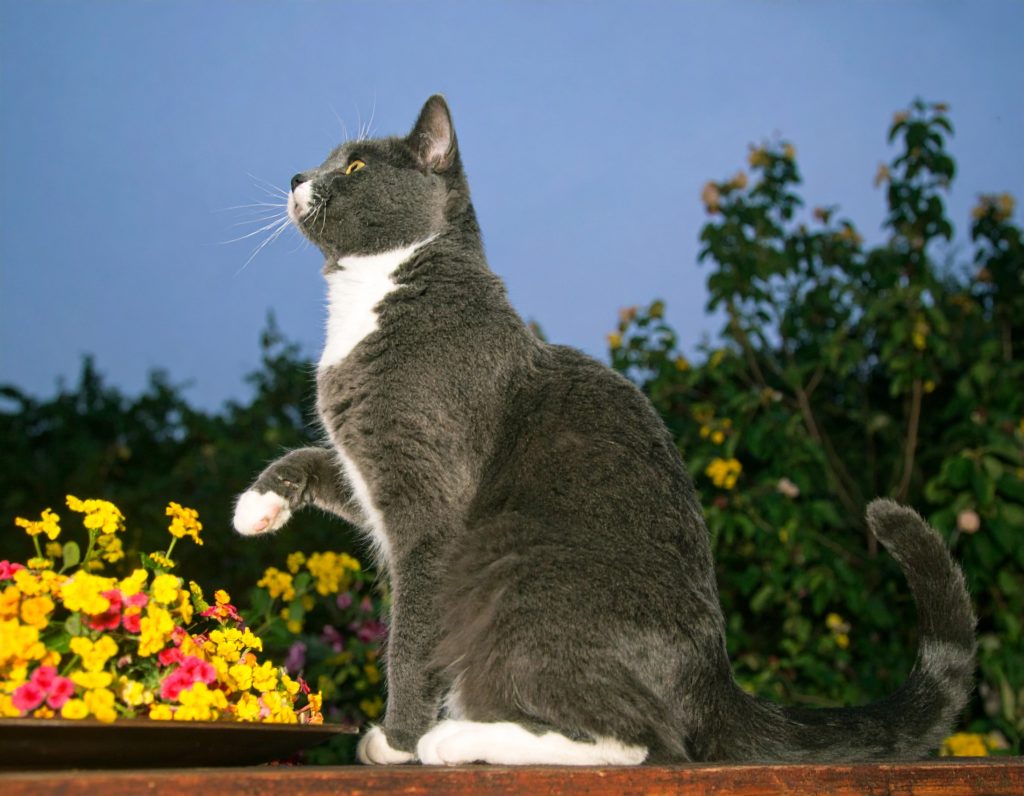 Adobe Fireflyで生成した猫のAI画像